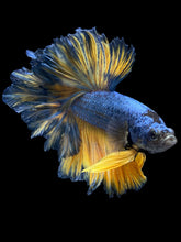 Load image into Gallery viewer, Male Feather Tail - Blue Mustard #909 - Live Betta Fish
