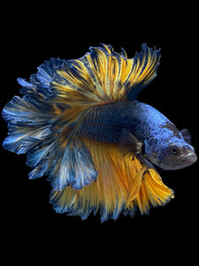Male Feather Tail - Blue Mustard #909 - Live Betta Fish