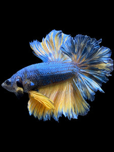 Male Feather Tail - Blue Mustard #909 - Live Betta Fish