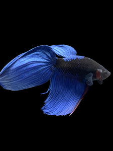 Male Veiltail - Blue Avatar #911 - Live Betta Fish