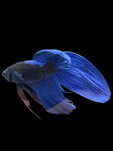 Load image into Gallery viewer, Male Veiltail - Blue Avatar #911 - Live Betta Fish
