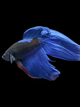 Load image into Gallery viewer, Male Veiltail - Blue Avatar #911 - Live Betta Fish
