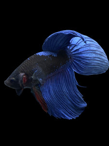 Male Veiltail - Blue Avatar #911 - Live Betta Fish