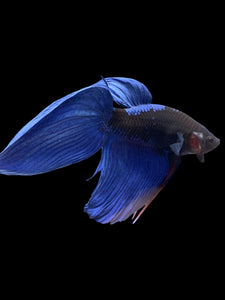 Male Veiltail - Blue Avatar #911 - Live Betta Fish