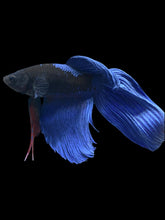 Load image into Gallery viewer, Male Veiltail - Blue Avatar #911 - Live Betta Fish
