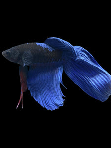 Male Veiltail - Blue Avatar #911 - Live Betta Fish