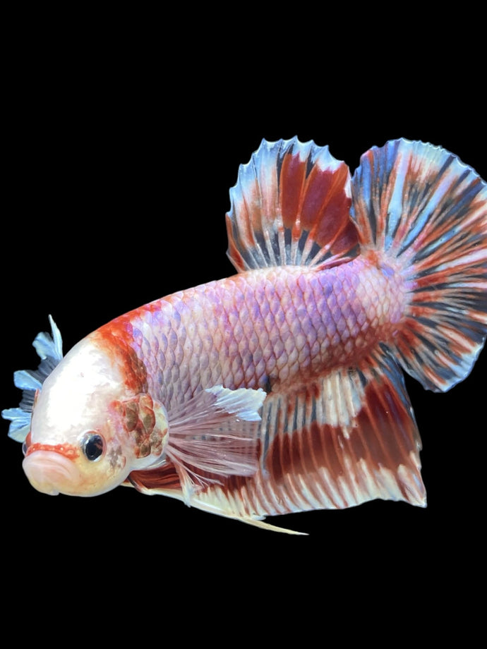 Male Crowntail Plakat - Candy Copper #912 - Live Betta Fish