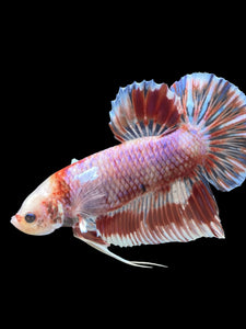 Male Crowntail Plakat - Candy Copper #912 - Live Betta Fish