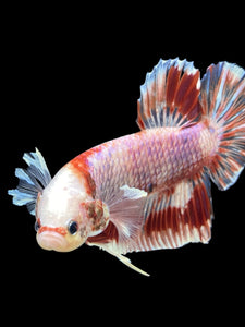 Male Crowntail Plakat - Candy Copper #912 - Live Betta Fish