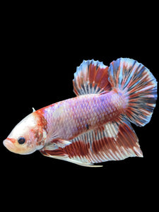 Male Crowntail Plakat - Candy Copper #912 - Live Betta Fish