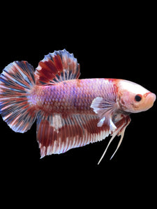 Male Crowntail Plakat - Candy Copper #912 - Live Betta Fish