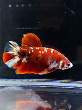 Load image into Gallery viewer, Male Halfmoon Plakat - Red Gold Glitter #915 - Live Betta Fish
