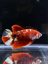 Load image into Gallery viewer, Male Halfmoon Plakat - Red Gold Glitter #915 - Live Betta Fish

