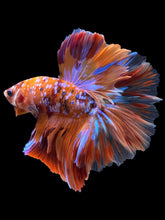 Load image into Gallery viewer, Male Rosetail - Multicolor #915 - Live Betta Fish
