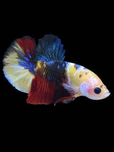 Male Halfmoon Plakat - Nemo Galaxy #916 - Live Betta Fish