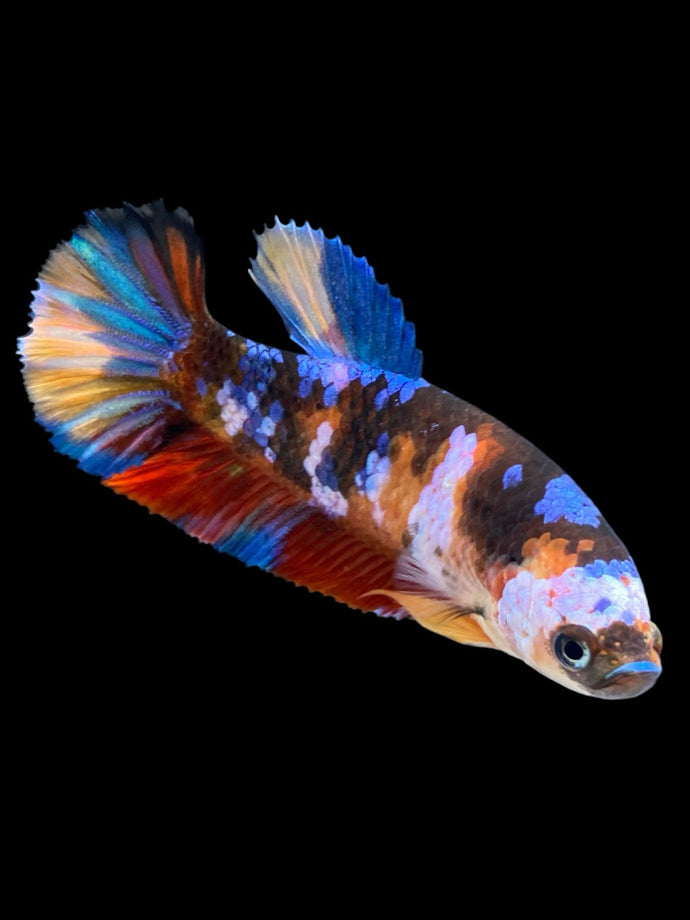 Female Halfmoon Plakat - Multicolor #917 - Live Betta Fish