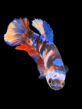 Load image into Gallery viewer, Female Halfmoon Plakat - Multicolor #917 - Live Betta Fish
