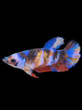 Load image into Gallery viewer, Female Halfmoon Plakat - Multicolor #917 - Live Betta Fish

