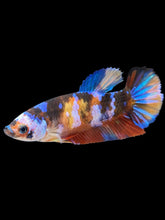 Load image into Gallery viewer, Female Halfmoon Plakat - Multicolor #917 - Live Betta Fish
