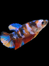 Load image into Gallery viewer, Female Halfmoon Plakat - Multicolor #917 - Live Betta Fish
