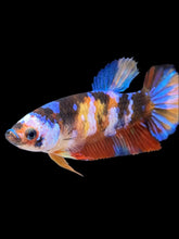 Load image into Gallery viewer, Female Halfmoon Plakat - Multicolor #917 - Live Betta Fish
