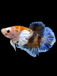 Male Halfmoon Plakat - Candy Dumbo #918 - Live Betta Fish