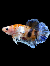 Load image into Gallery viewer, Male Halfmoon Plakat - Candy Dumbo #918 - Live Betta Fish
