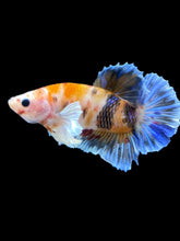 Load image into Gallery viewer, Male Halfmoon Plakat - Candy Dumbo #918 - Live Betta Fish
