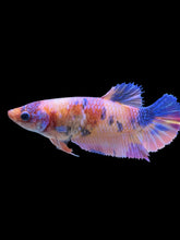Load image into Gallery viewer, Female Halfmoon Plakat - Purple Unicorn #919 - Live Betta Fish
