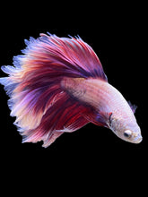 Load image into Gallery viewer, Male Rosetail - Purple #920 - Live Betta Fish
