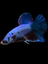 Load image into Gallery viewer, GIANT Male Halfmoon Plakat - Candy #923 - Live Betta Fish
