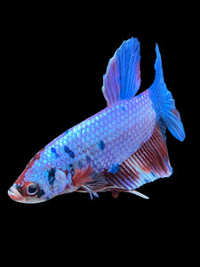 GIANT Male Halfmoon Plakat - Candy #923 - Live Betta Fish