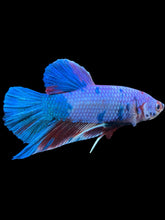 Load image into Gallery viewer, GIANT Male Halfmoon Plakat - Candy #923 - Live Betta Fish
