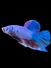 Load image into Gallery viewer, GIANT Male Halfmoon Plakat - Candy #923 - Live Betta Fish
