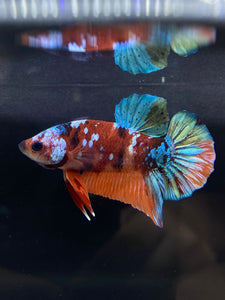Male Halfmoon Plakat - Multicolor #924 - Live Betta Fish