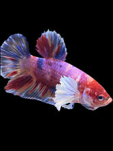 Load image into Gallery viewer, GIANT Male Halfmoon Plakat - Purple Candy Dumbo #924 - Live Betta Fish
