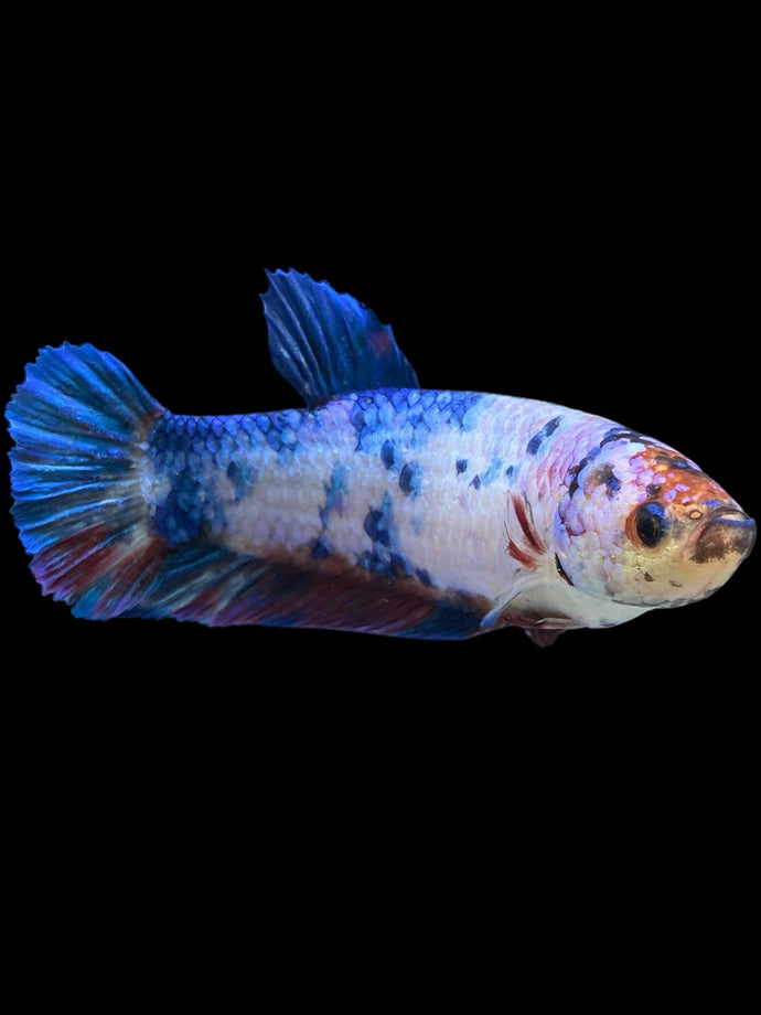 GIANT Female Halfmoon Plakat - Candy #925 Live Betta Fish