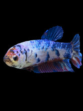 Load image into Gallery viewer, GIANT Female Halfmoon Plakat - Candy #925 Live Betta Fish
