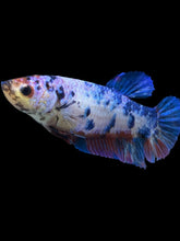 Load image into Gallery viewer, GIANT Female Halfmoon Plakat - Candy #925 Live Betta Fish
