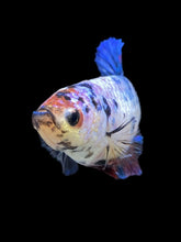 Load image into Gallery viewer, GIANT Female Halfmoon Plakat - Candy #925 Live Betta Fish

