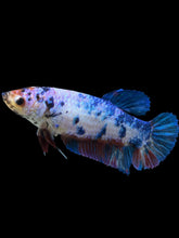 Load image into Gallery viewer, GIANT Female Halfmoon Plakat - Candy #925 Live Betta Fish
