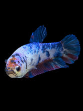 Load image into Gallery viewer, GIANT Female Halfmoon Plakat - Candy #925 Live Betta Fish
