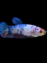 Load image into Gallery viewer, GIANT Female Halfmoon Plakat - Candy #925 Live Betta Fish
