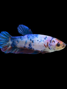 GIANT Female Halfmoon Plakat - Candy #925 Live Betta Fish