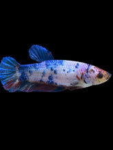 Load image into Gallery viewer, GIANT Female Halfmoon Plakat - Candy #925 Live Betta Fish
