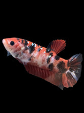 Load image into Gallery viewer, GIANT Female Halfmoon Plakat - Red Gold Glitter #928 Live Betta Fish
