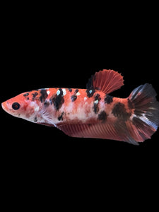 GIANT Female Halfmoon Plakat - Red Gold Glitter #928 Live Betta Fish