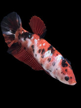 Load image into Gallery viewer, GIANT Female Halfmoon Plakat - Red Gold Glitter #928 Live Betta Fish
