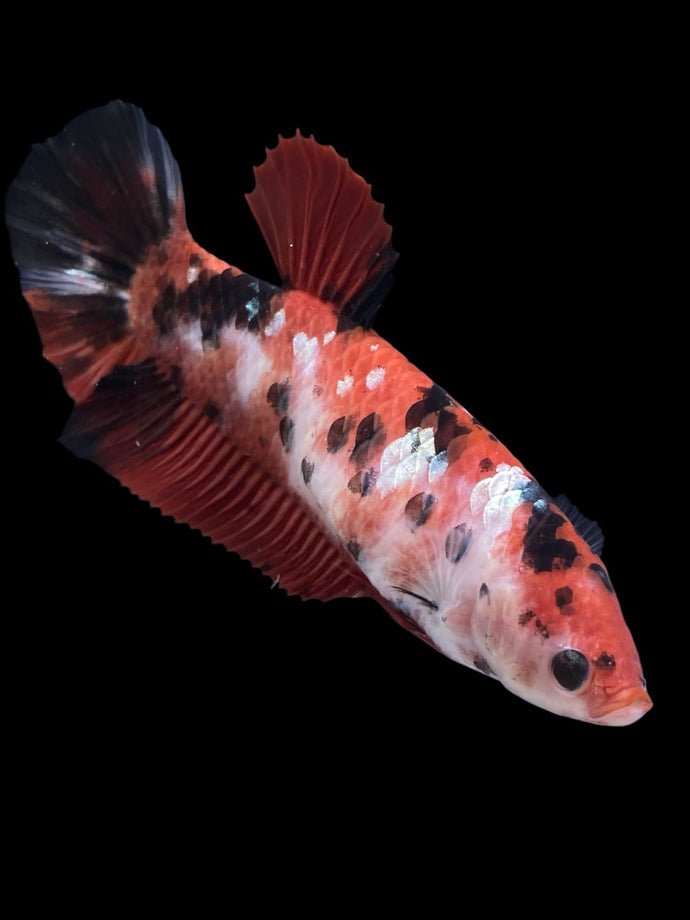 GIANT Female Halfmoon Plakat - Red Gold Glitter #928 Live Betta Fish
