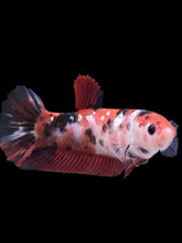 Load image into Gallery viewer, GIANT Female Halfmoon Plakat - Red Gold Glitter #928 Live Betta Fish
